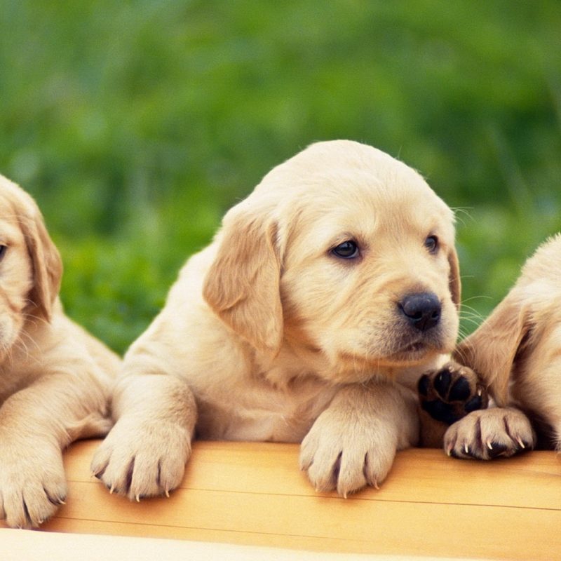 10 Top Puppies Wallpapers Free Download FULL HD 1080p For PC Background 2022 free download puppies free hd top most downloaded wallpapers page 12 1 800x800