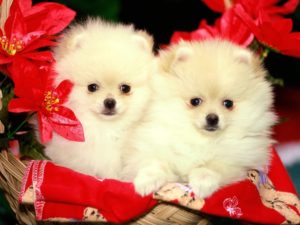 puppies wallpapers free download group (81+)