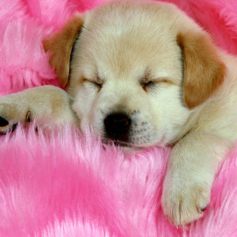 10 Top Puppy Wallpapers Free Download FULL HD 1080p For PC Desktop 2022 free download puppies wallpapers free download group 81 5 800x800