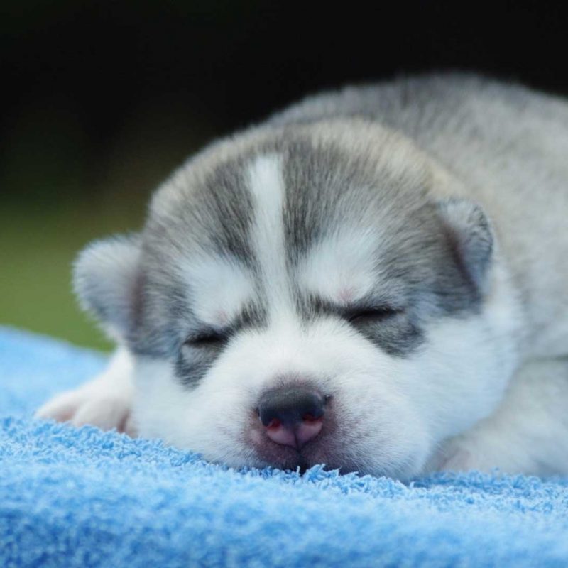 10 New Cute Puppies Wallpapers Free Download Full Hd 1080p For Pc