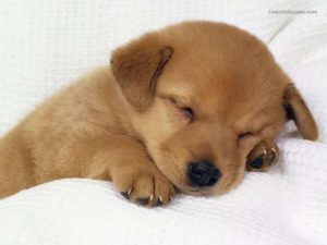 puppy wallpapers free - wallpaper cave