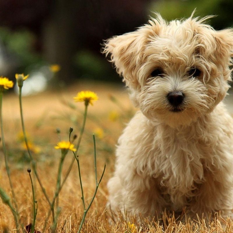 10 New Cute Puppies Wallpapers Free Download FULL HD 1080p For PC Background 2024 free download puppy wallpapers free wallpaper cave 4 800x800