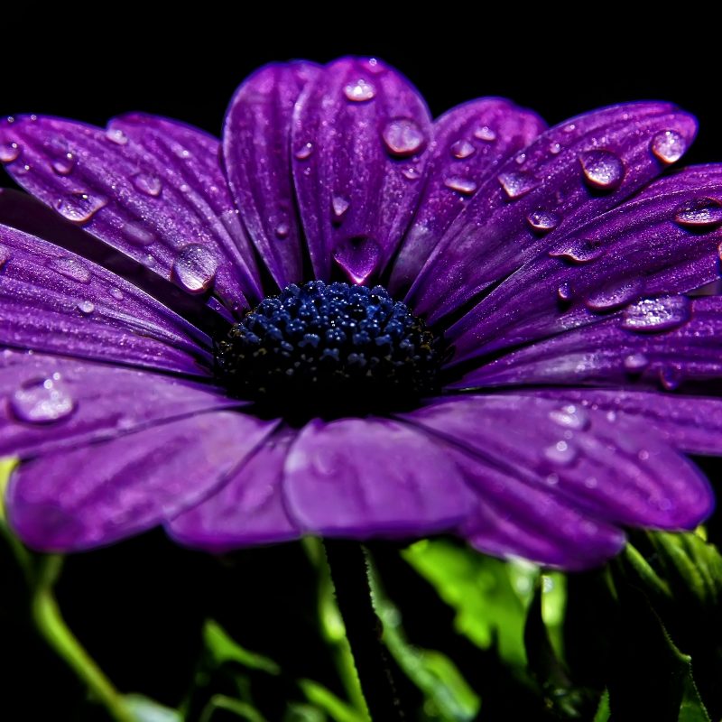 10 New Pic Of Purple Flowers FULL HD 1920×1080 For PC Desktop 2022 free download purple flowers 14034 2560x1600 px hdwallsource 800x800