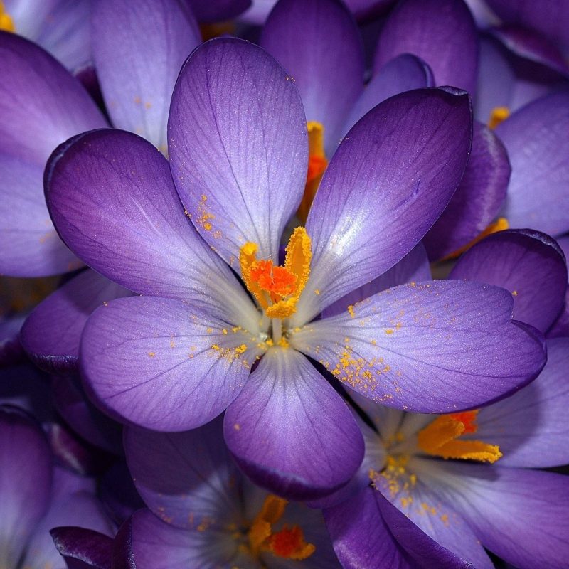10 New Pic Of Purple Flowers FULL HD 1920×1080 For PC Desktop 2023 free download purple flowers 14036 2560x1600 px hdwallsource 800x800