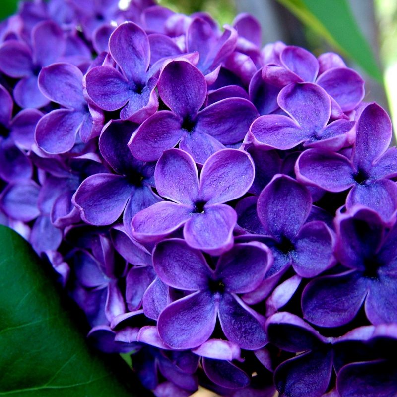 10 New Pic Of Purple Flowers FULL HD 1920×1080 For PC Desktop 2023 free download purple flowers 14062 2016x1512 px hdwallsource 800x800