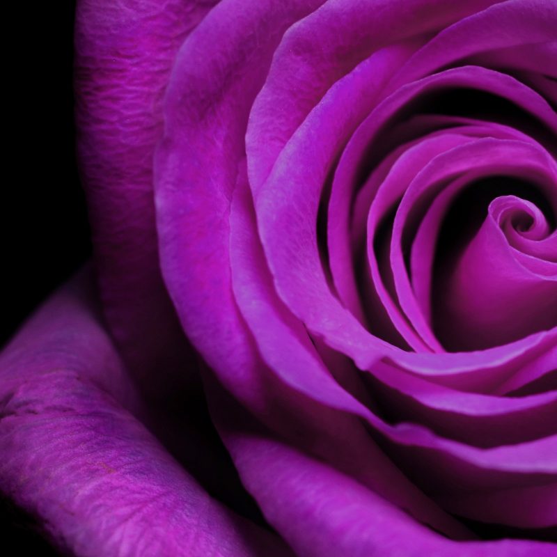 10 New Pic Of Purple Flowers FULL HD 1920×1080 For PC Desktop 2023 free download purple flowers 14063 2560x1600 px hdwallsource 800x800