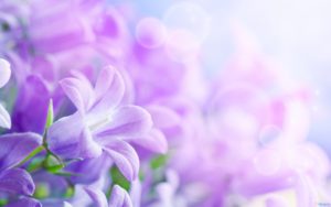 purple flowers backgrounds - wallpaper cave