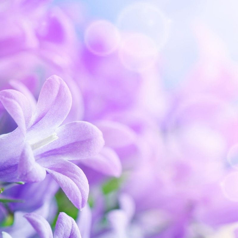 10 Most Popular Light Purple Flower Background FULL HD 1920×1080 For PC Desktop 2023 free download purple flowers backgrounds wallpaper cave 800x800