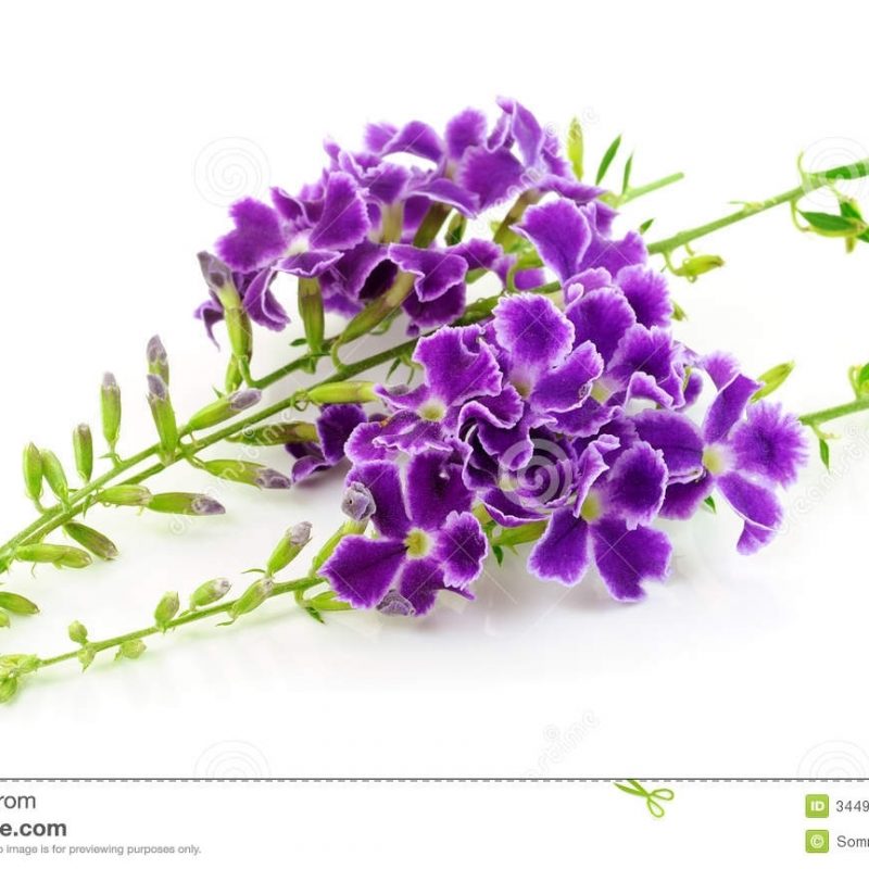 10 Most Popular Purple Flowers White Background FULL HD 1080p For PC Desktop 2022 free download purple flowers isolated on white stock image image of christmas 800x800