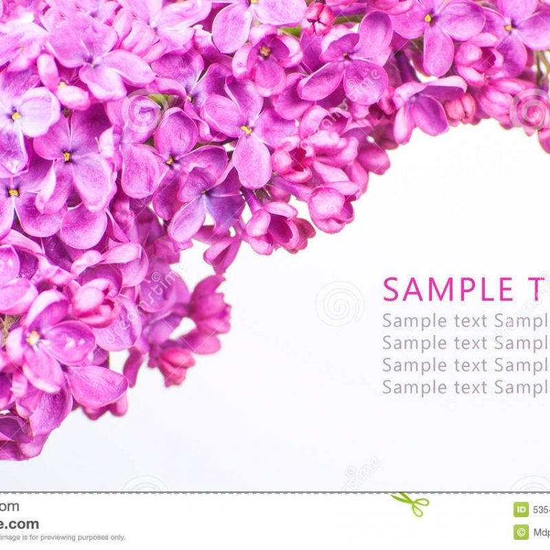 10 Most Popular Purple Flowers White Background FULL HD 1080p For PC Desktop 2022 free download purple flowers on white background with sample text stock image 800x800