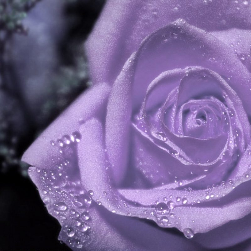 10 New Pic Of Purple Flowers FULL HD 1920×1080 For PC Desktop 2022 free download purple flowers roses 22 free hd wallpaper hdflowerwallpaper 800x800