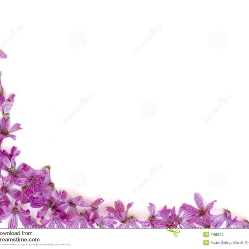 10 Most Popular Purple Flowers White Background FULL HD 1080p For PC Desktop 2022 free download purple flowers white background 14 background check all 800x800