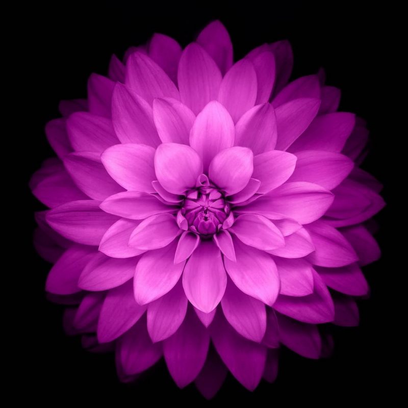 10 Most Popular Black And Purple Flower Wallpaper FULL HD 1080p For PC Background 2022 free download purple lotus black background htc one wallpaper pinterest 800x800