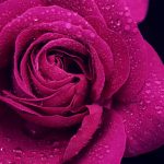 purple roses wallpapers - google search | wallpapers,themes,ect