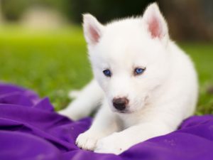 really cute baby husky puppies with blue eyes - google search | cute