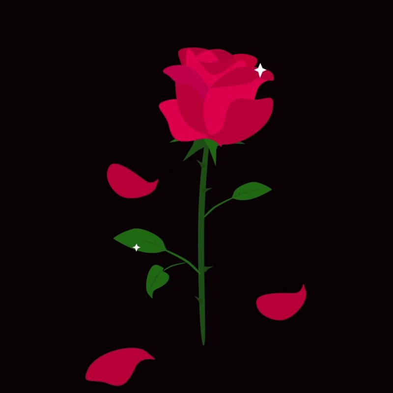 10 Latest Roses On Black Background FULL HD 1080p For PC Background 2022 free download red rose isolated with falling leaves on black background rose in 800x800