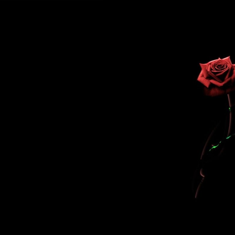 10 Latest Roses On Black Background FULL HD 1080p For PC Background 2023 free download red roses black background 3 background check all 800x800