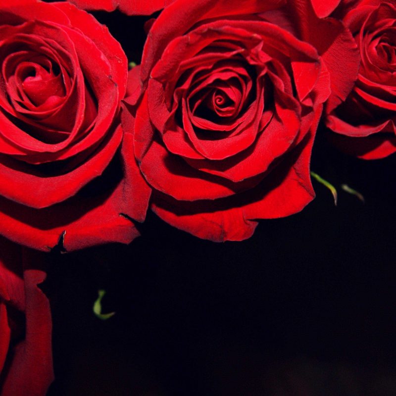 10 Latest Roses On Black Background FULL HD 1080p For PC Background 2023 free download red roses on black backgrounds wallpaper gallery with background 800x800