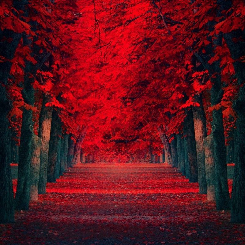 10 Most Popular Red Wallpaper Full Hd FULL HD 1920×1080 For PC Desktop 2022 free download red trees pathway hd wallpaper fullhdwpp full hd wallpapers 800x800