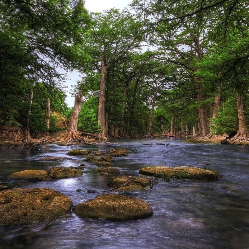 10 New Texas Hill Country Wallpaper FULL HD 1080p For PC Desktop 2023 free download river guadalupe river texas hill country forest trunks rocks usa 800x800