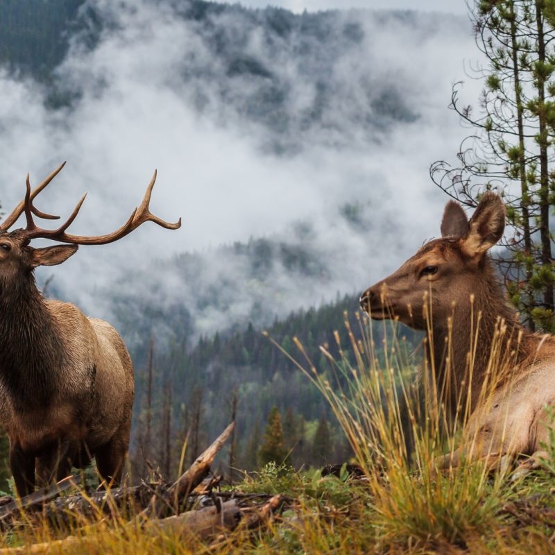 10 Top Rocky Mountain Elk Wallpaper FULL HD 1920×1080 For PC Background 2023 free download rocky mountain elk images colorado encyclopedia 800x800
