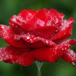 rose flower wallpaper hd | pixelstalk