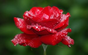 rose flower wallpaper hd | pixelstalk