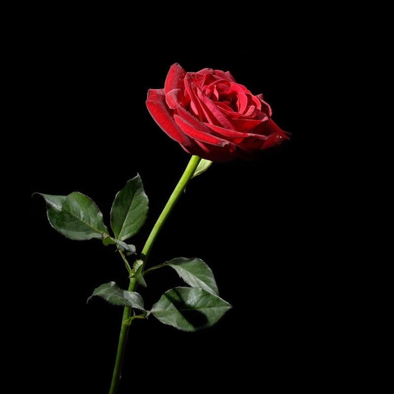 10 Latest Roses On Black Background FULL HD 1080p For PC Background 2022 free download roses with black background 50 images 800x800