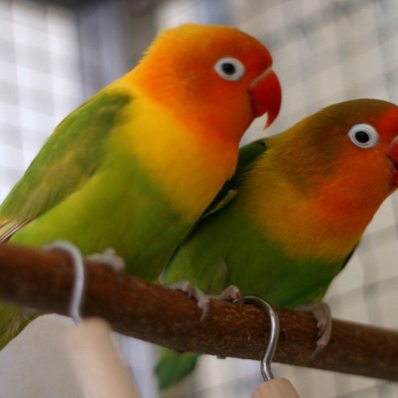 10 Top Images Of Love Bird FULL HD 1920×1080 For PC Background 2023 free download rosy faced lovebird youtube 800x800