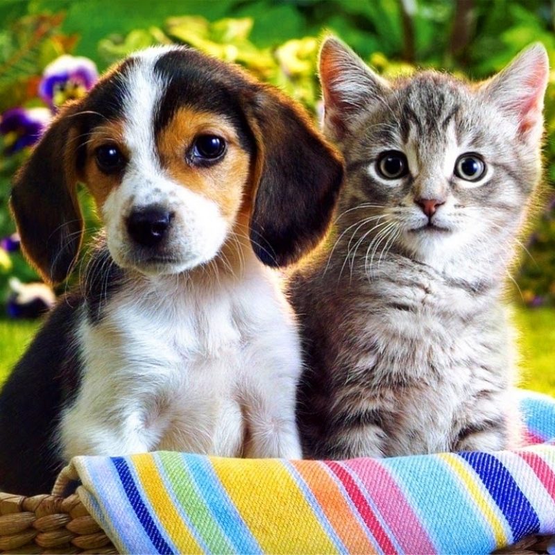 10 New Cute Kitten And Puppy Pictures FULL HD 1080p For PC Desktop 2022 free download rules of the jungle funny cute puppies and kittens 800x800
