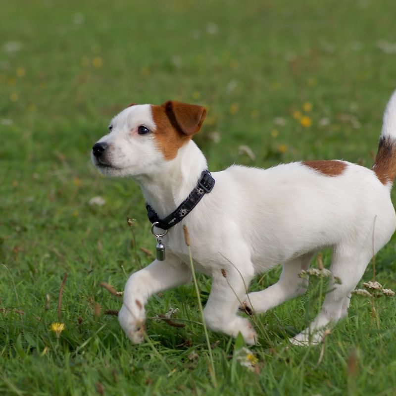 10 Most Popular Jack Russell Terrier Wallpapers FULL HD 1080p For PC Background 2022 free download running jack russell terrier photo and wallpaper beautiful running 800x800