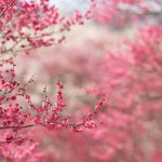 sakura cherry blossom ❤ 4k hd desktop wallpaper for 4k ultra hd tv