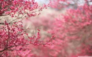 sakura cherry blossom ❤ 4k hd desktop wallpaper for 4k ultra hd tv