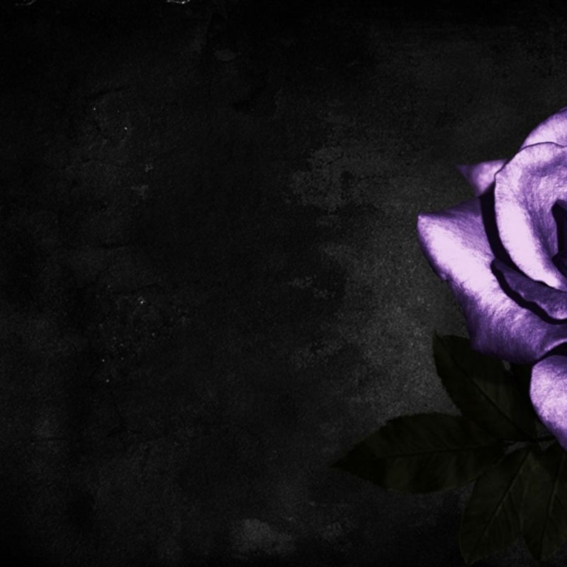 10 Most Popular Black And Purple Flower Wallpaper FULL HD 1080p For PC Background 2022 free download simple cool purple rose hd image http wallpapers ae simple cool 800x800