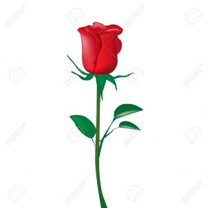 single red rose isolated on white royalty free cliparts, vectors