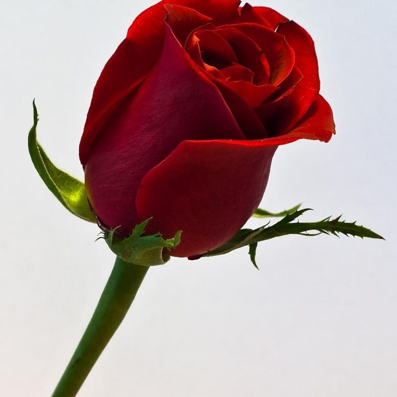 10 Top Single Red Rose Pictures FULL HD 1080p For PC Desktop 2023 free download single red rose nikonites gallery 1 800x800