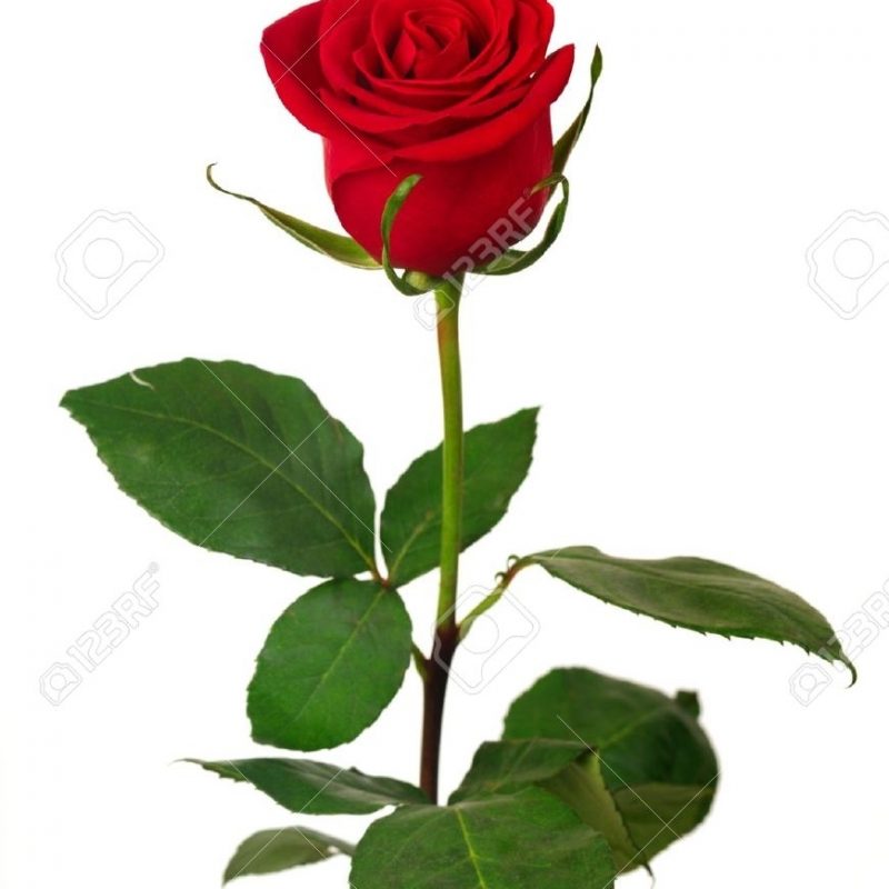 10 Top Single Red Rose Pictures FULL HD 1080p For PC Desktop 2023 free download single red rose on a white background stock photo picture and 1 800x800