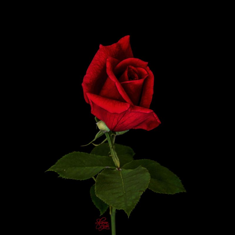 10 Top Single Red Rose Pictures FULL HD 1080p For PC Desktop 2023 free download single red rose other cool photos topaz discussion forum 800x800