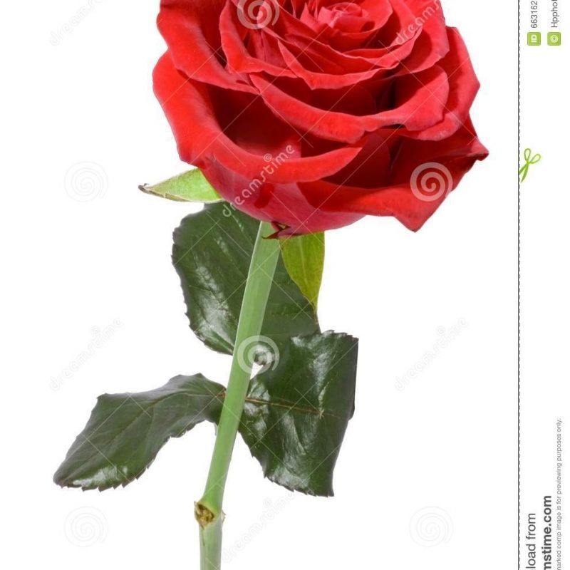10 Top Single Red Rose Pictures FULL HD 1080p For PC Desktop 2022 free download single red rose stock photo image of decorative flora 6631628 1 800x800