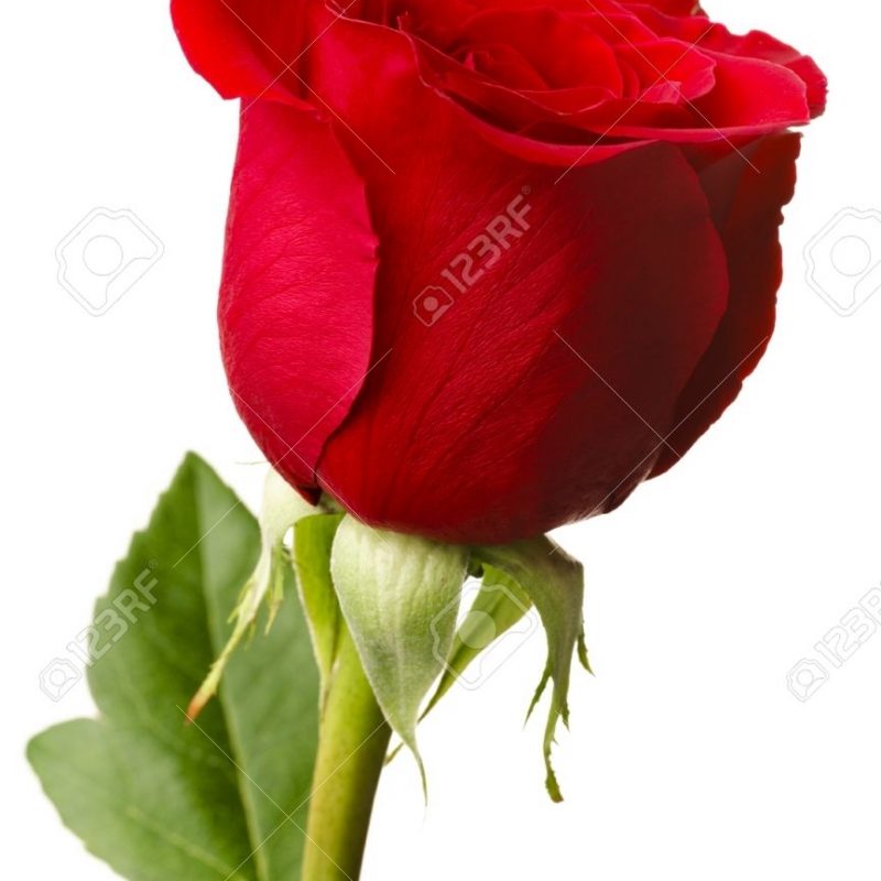 10 Most Popular Single Red Roses Images Full Hd 1080p For Pc