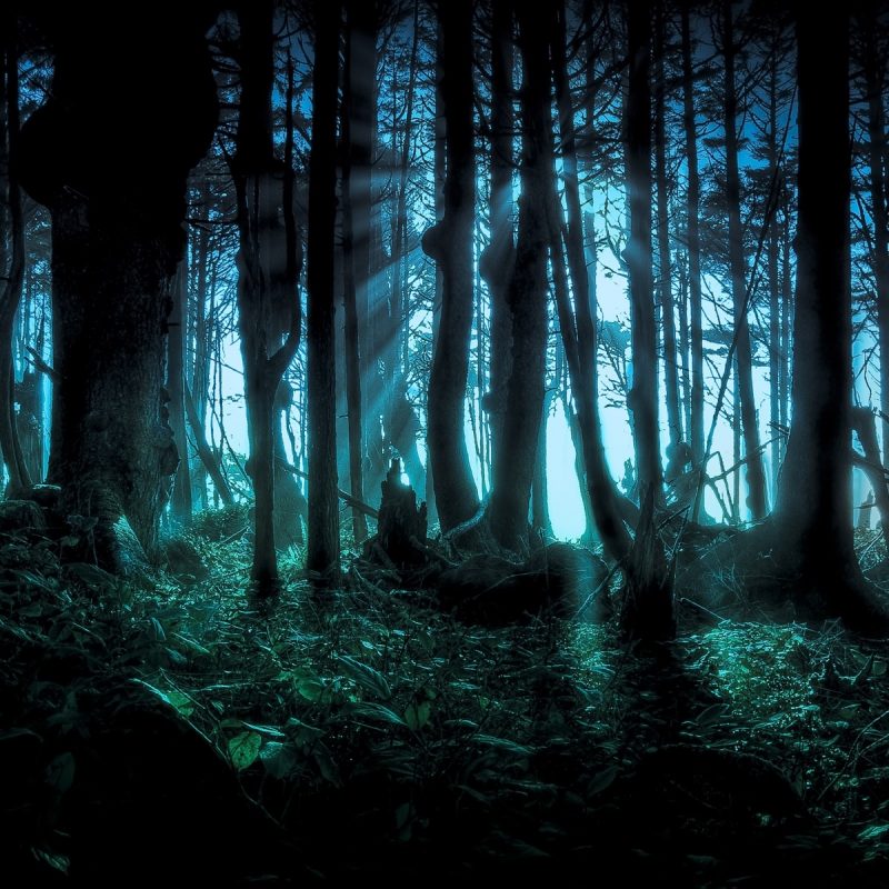 10 Top Dark Forest Hd Wallpaper FULL HD 1920×1080 For PC Desktop 2022 free download sinister forest full hd fond decran and arriere plan 1920x1200 800x800
