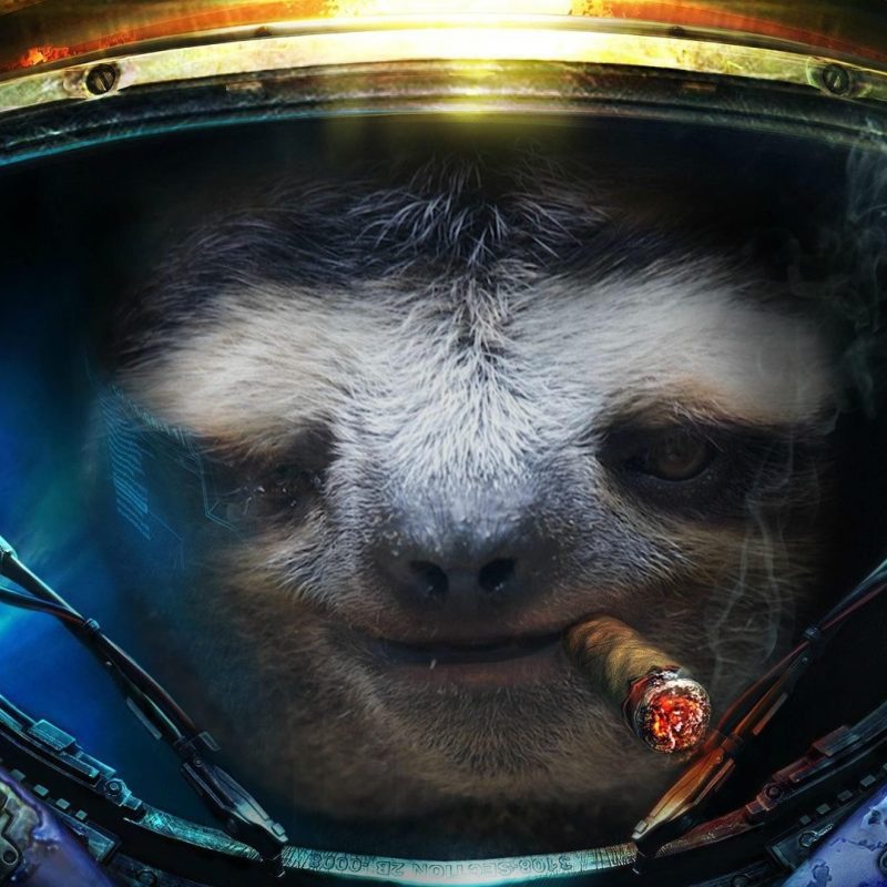 10 Latest Sloth Astronaut Wallpaper FULL HD 1080p For PC Background 2022 free download sloth wallpapers dawn pinterest sloth and wallpaper 800x800
