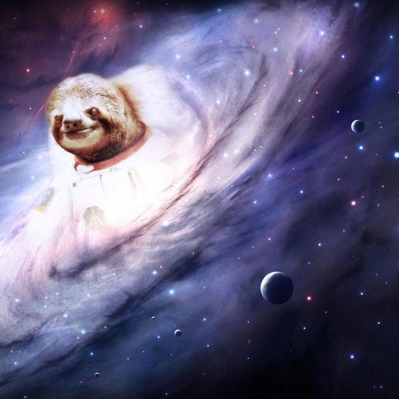 10 Latest Sloth Astronaut Wallpaper FULL HD 1080p For PC Background 2022 free download sloth wallpapers wallpaper cave 800x800