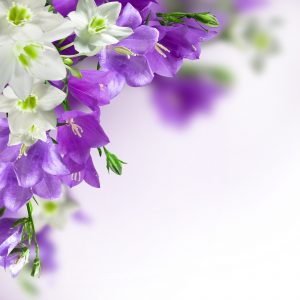 spring background with white and purple flowers | gallery