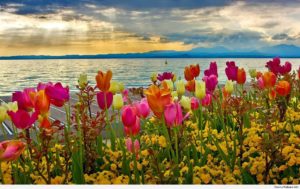 spring desktop wallpapers backgrounds | desktop wallpapers