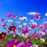 spring desktop wallpapers widescreen group (74+)