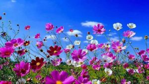 spring desktop wallpapers widescreen group (74+)