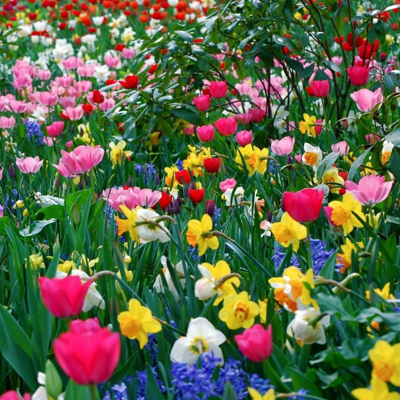 10 Top Spring Flowers Wallpaper Hd FULL HD 1080p For PC Desktop 2024 free download spring flowers background spring flowers wallpaper hd desktop 2 800x800