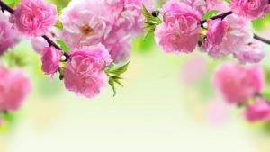 spring flowers backgrounds desktop - wallpaper cave