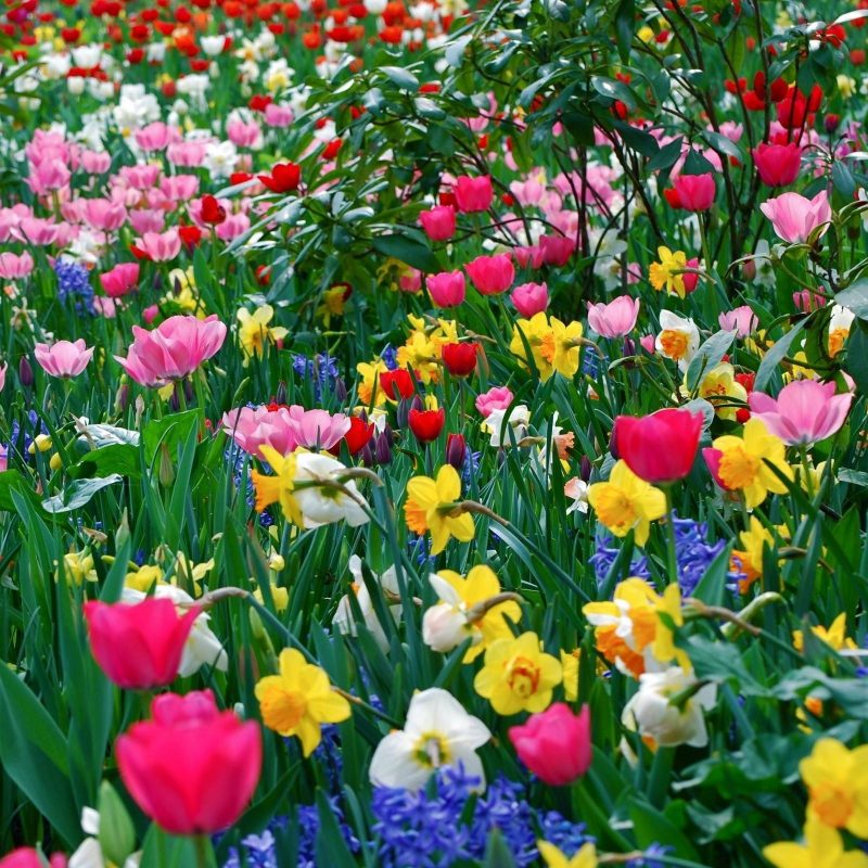 10 Best Spring Flowers Screensavers Wallpaper FULL HD 1920×1080 For PC Background 2022 free download spring flowers backgrounds desktop wallpaper cave 4 800x800